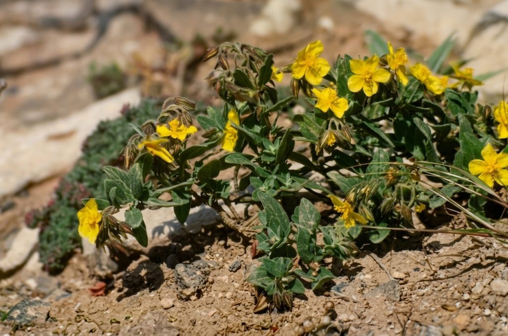 Helianthemum gonzalezferreri