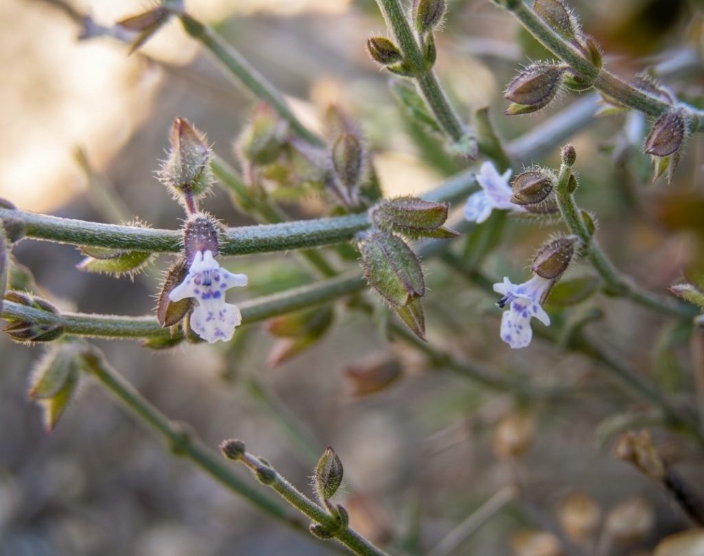 Salvia aegyptiaca